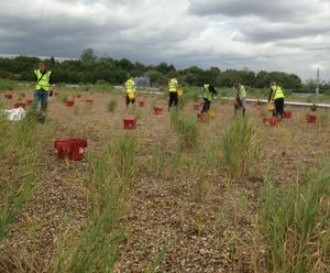 Weeding and planting at Heathrow Airport's reedbeds