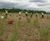 Weeding and planting at Heathrow Airport's reedbeds 0