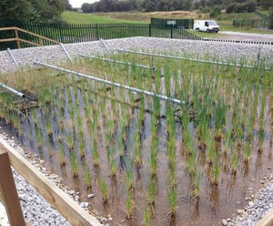 Using constructed wetland technology to clean landfill leachate