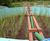 Ferric sludge reedbed treatment for Essex & Suffolk Water 1