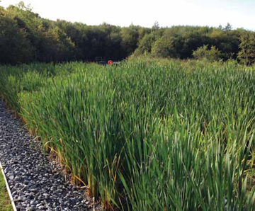 Aerated vertical flow reedbed reduces for Highland Spring