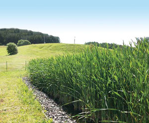 Horizontal flow reedbed refurbished for water company