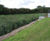 Vertical flow reedbeds for Anglian Water 2