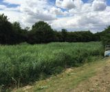 Vertical flow reedbeds for Anglian Water - on this page