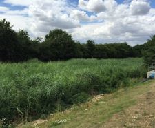 Vertical flow reedbeds for Anglian Water