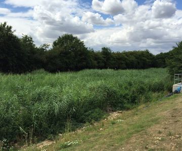Vertical flow reedbeds for Anglian Water