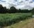 Vertical flow reedbeds for Anglian Water 0