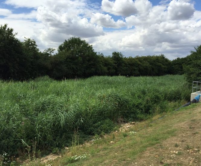 Vertical flow reedbeds for Anglian Water