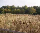 Aerated saturated vertical flow reedbed for Welsh Water - on this page