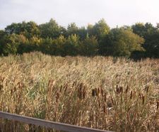 Aerated saturated vertical flow reedbed for Welsh Water