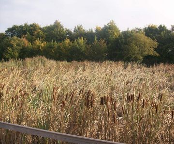 Aerated saturated vertical flow reedbed for Welsh Water