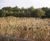 Aerated saturated vertical flow reedbed for Welsh Water 0
