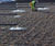 Aerated saturated vertical flow reedbed for Welsh Water 2