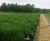 Vertical Flow Reedbeds enhance and improve wastewater treatment 1