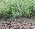 High efficiency and low operating costs for new Clabby reedbeds
