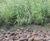 High efficiency and low operating costs for new Clabby reedbeds 0