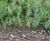 High efficiency and low operating costs for new Clabby reedbeds 3