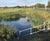 Reedbed design and installation - ALDI RDC, Sawley 1