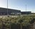 Reedbed design and installation - ALDI RDC, Sawley 0