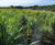 ARMStorm™: innovative treatment for CSOs and stormwater run-off 3