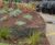 EverEdge Custom landscape edging for docklands courtyard 4