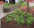 EverEdge Custom landscape edging for docklands courtyard 5