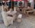 Bespoke outdoor furniture for Eatons Cafe, Braintree 0