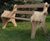 Burbage Bench - hardwood outdoor seating 5