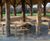 European oak benches for Victoria Park regeneration, London 1