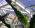Heritage patent glazing system - Aberglasney House 5