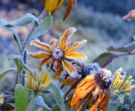 Waking to the first frost
