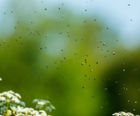 Phobi Flash Dose - approved air-borne mist insecticide