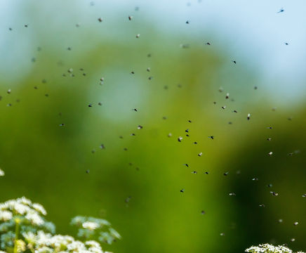 Phobi Flash Dose - approved air-borne mist insecticide