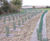 Biodegradable weed suppression mats 0