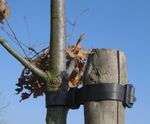 Buckle tree ties