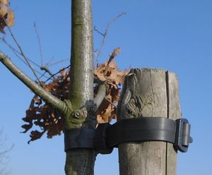 Buckle tree ties