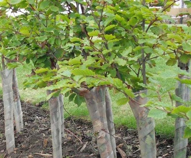 Standard PVC spiral tree shelters Rainbow Professional