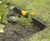 Rite-Edge Heavy Duty - aluminium landscape edging 2