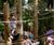 Bespoke climbing forest, Coombe Abbey Country Park 1