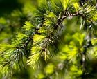 AirPot container grown coniferous trees, 50 to 1500L