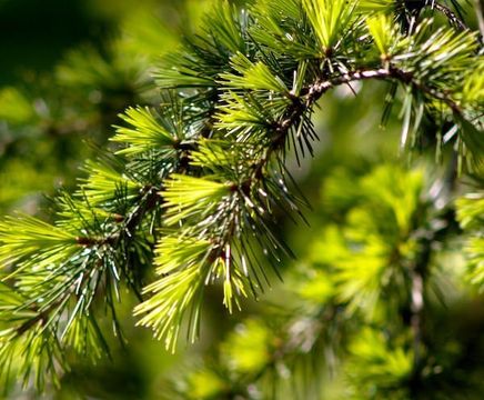 AirPot container grown coniferous trees, 50 to 1500L
