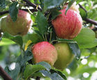 AirPot container grown fruit trees, 50 to 1500L