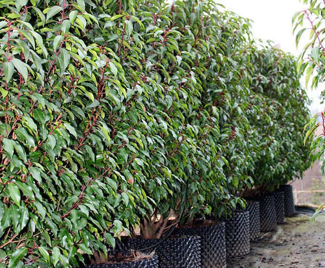 AirPot container grown hedging, 35 to 1500L | Majestic Trees