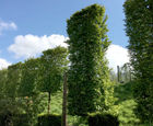 AirPot container grown screening trees, 50 to 1500L