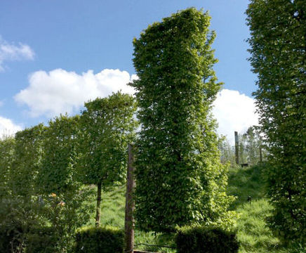 AirPot container grown screening trees, 50 to 1500L