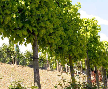 AirPot container grown pleached trees, 50 to 1500L