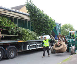 Specimen tree delivery services