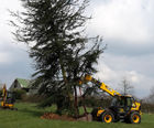 Specimen tree planting services