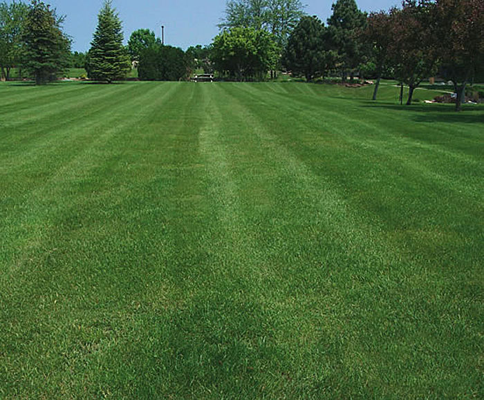 A22 grade 'A' low maintenance grass seed mixture Germinal Amenity