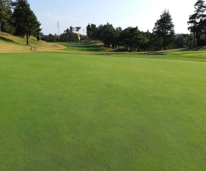 Germinal launches new bentgrass mixture for golf greens